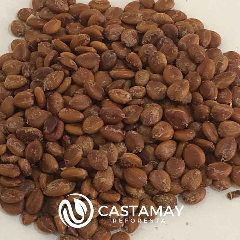 semilla lluvia de oro